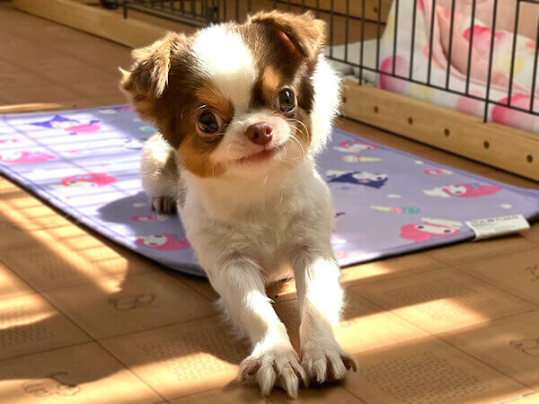 小型犬チワワペットホテル