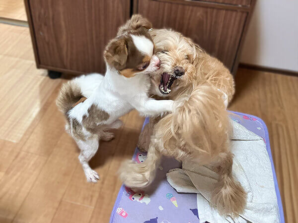小型犬チワワペットホテル