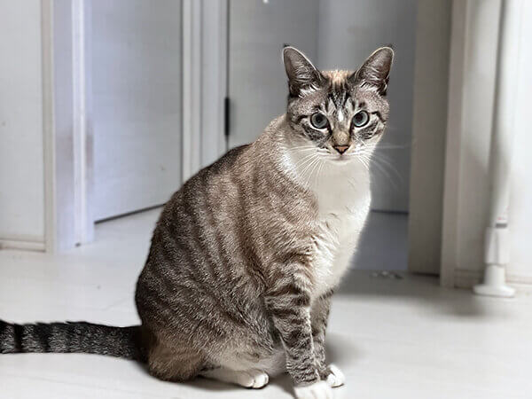 猫ペットシッター