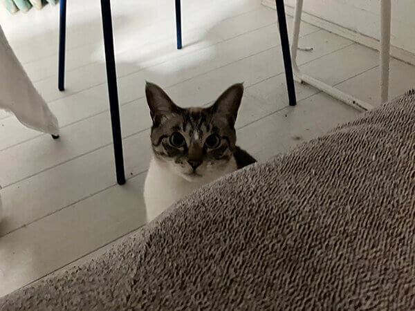 猫ペットシッター
