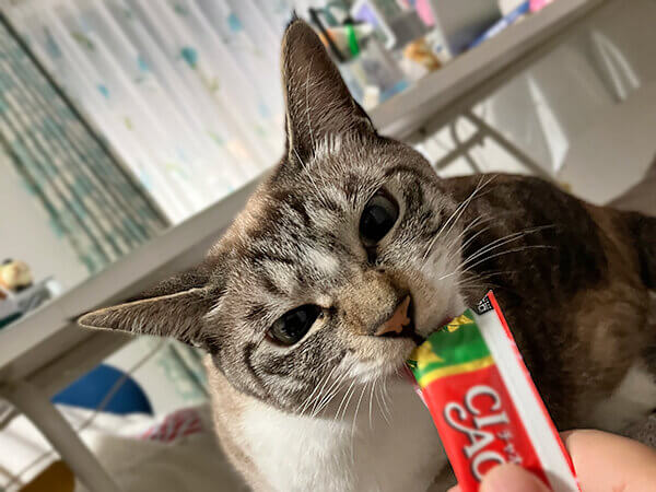 猫ペットシッター
