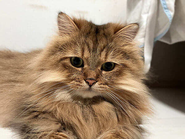 ペルシャ猫ペットシッター