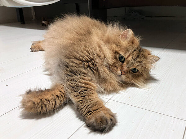 ペルシャ猫ペットシッター
