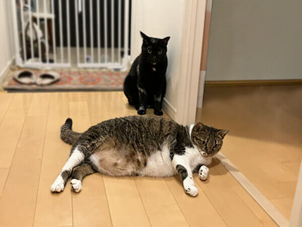 猫ペットシッター