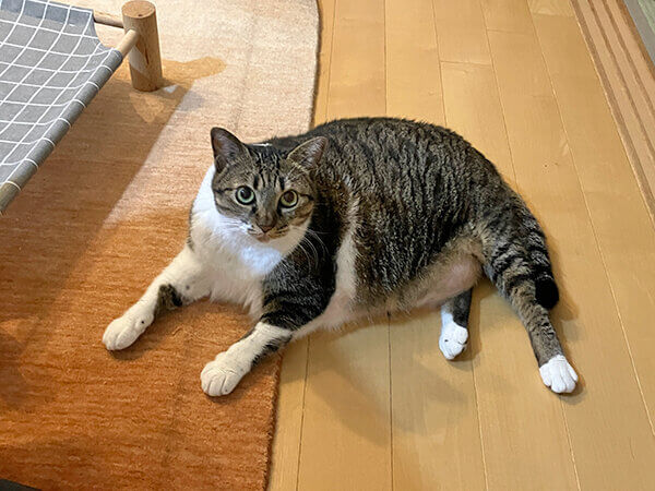 猫ペットシッター
