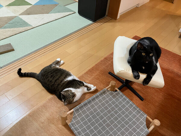 猫ペットシッター