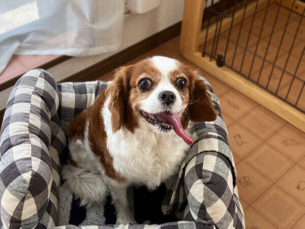 小型犬キャバリアペットホテル