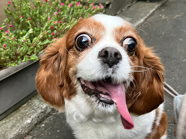 小型犬キャバリアペットホテル