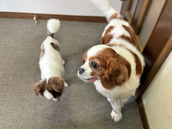 小型犬キャバリアペットホテル