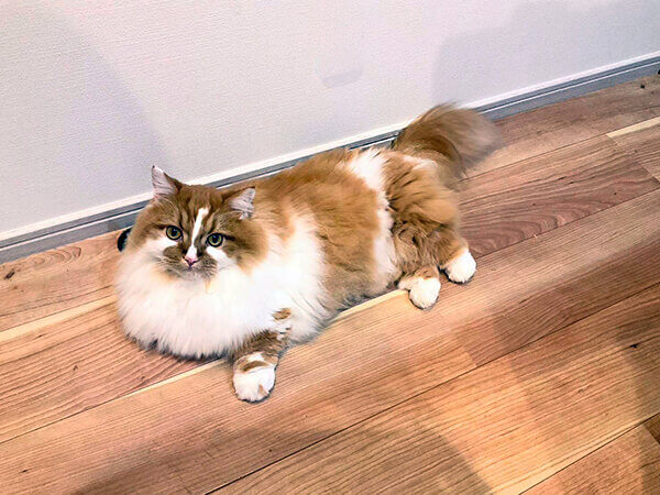 猫ペットシッター