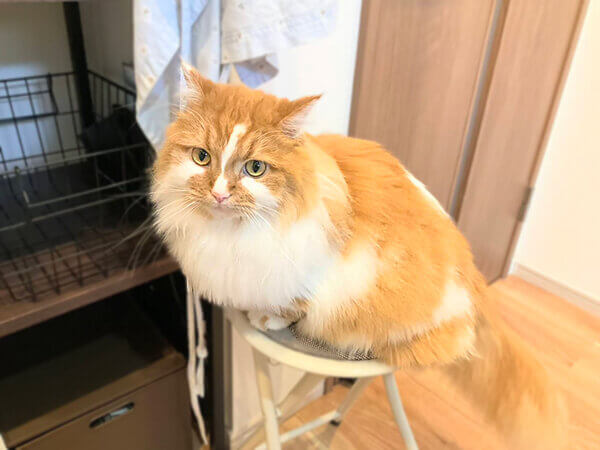 猫ペットシッター
