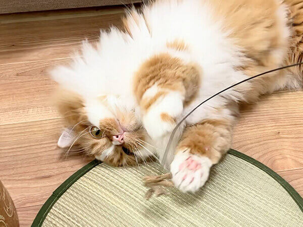 猫ペットシッター