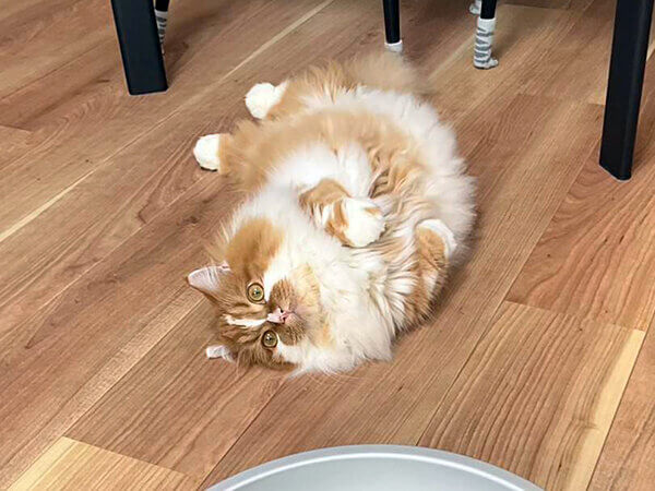 猫ペットシッター