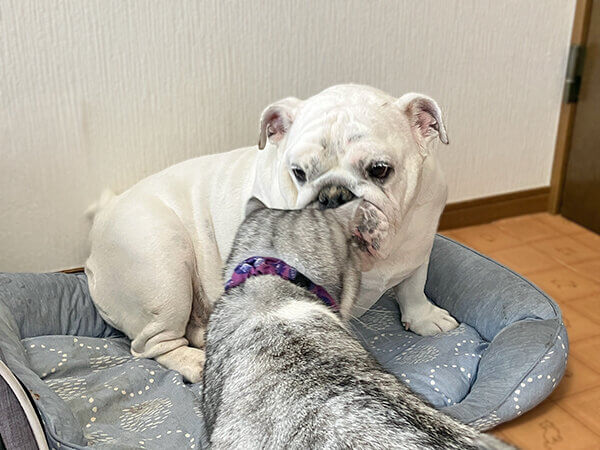 ブルドッグペットホテル
