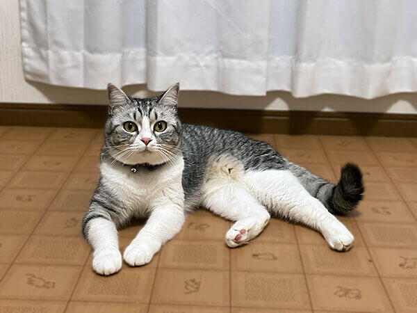 猫ペットホテル