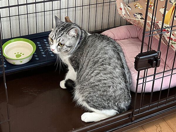 猫ペットホテル