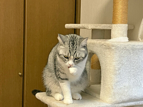 猫ペットホテル