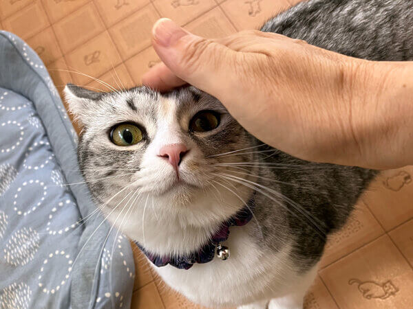 猫ペットホテル