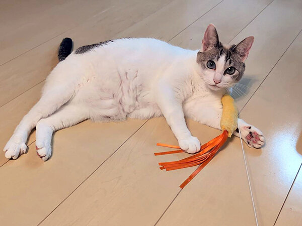 猫ペットシッター