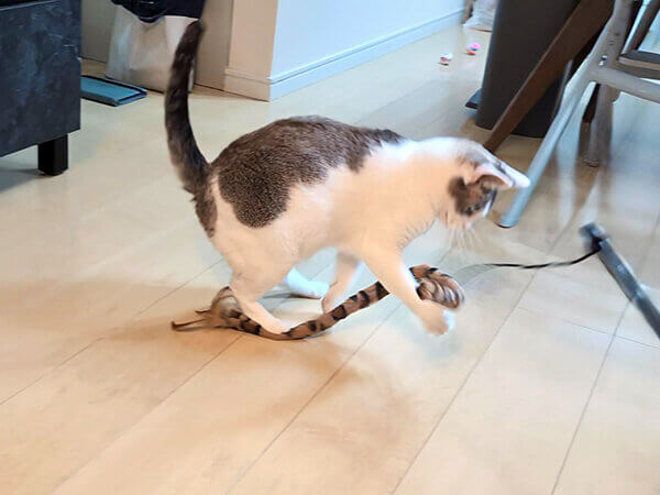 猫ペットシッター