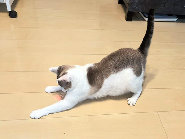 猫ペットシッター
