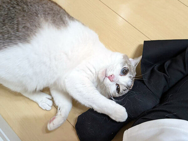 猫ペットシッター