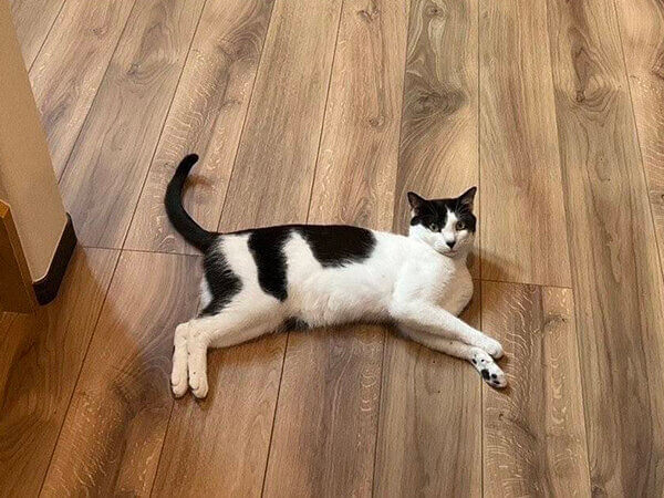 猫ペットシッター