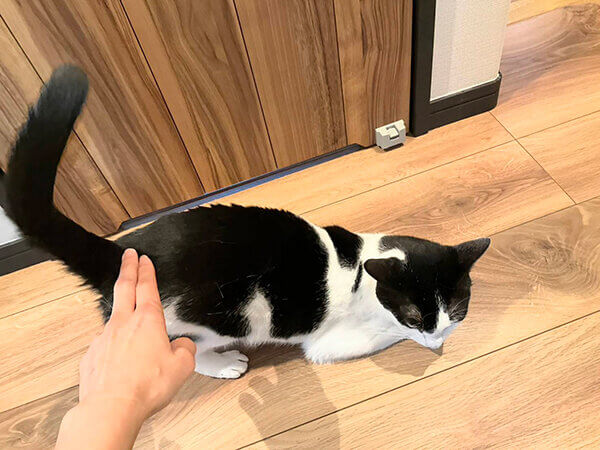猫ペットシッター