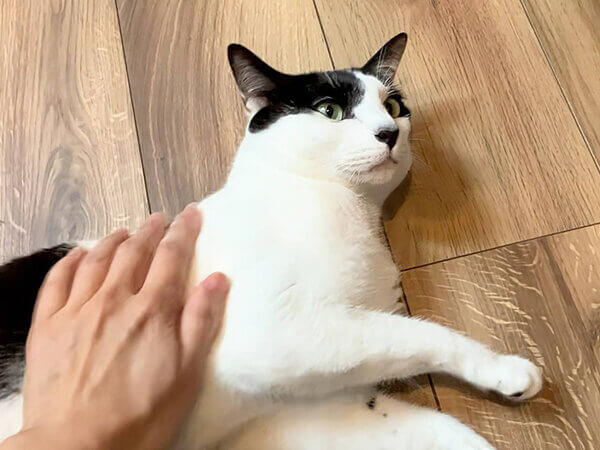 猫ペットシッター