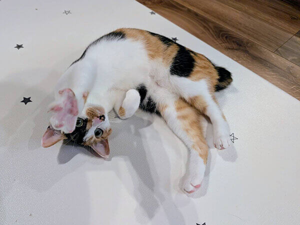 三毛猫ペットシッター