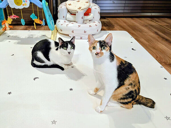 三毛猫ペットシッター