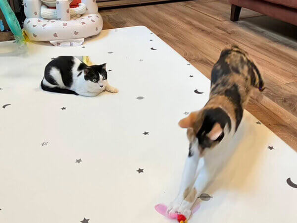 三毛猫ペットシッター