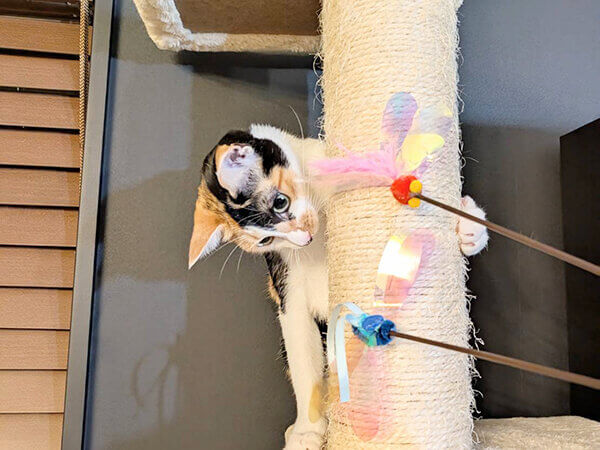 三毛猫ペットシッター