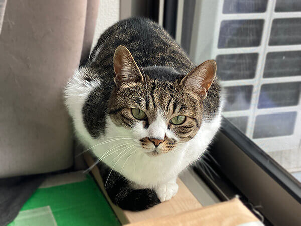 猫ペットシッター
