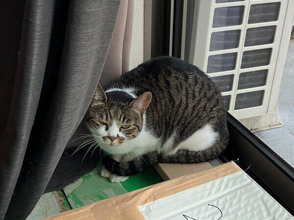 猫ペットシッター