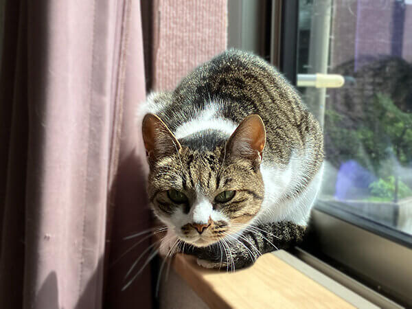 猫ペットシッター