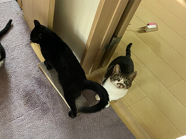 猫ペットシッター