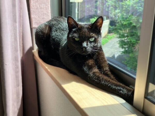 猫ペットシッター
