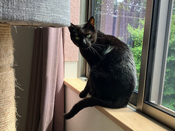 猫ペットシッター