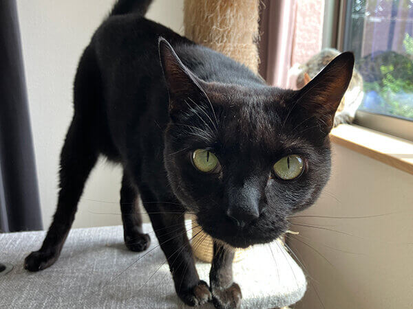 猫ペットシッター