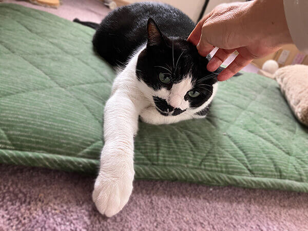 猫ペットシッター