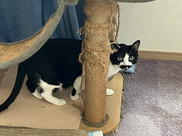 猫ペットシッター