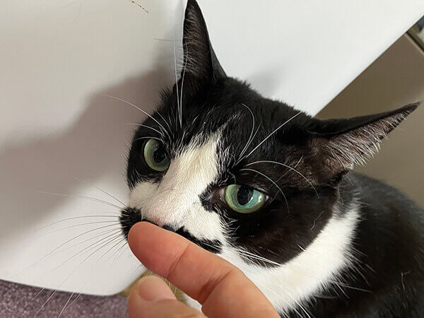 猫ペットシッター