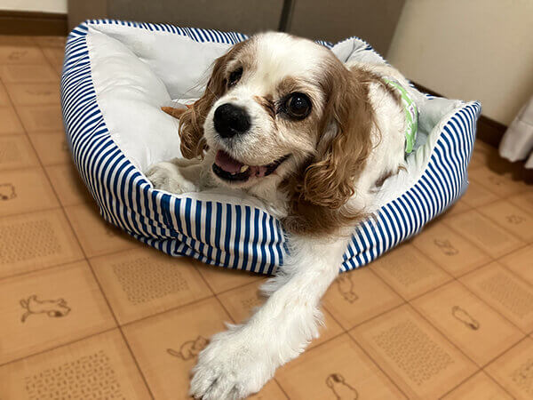 キャバリアペットホテル