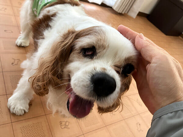 キャバリアペットホテル