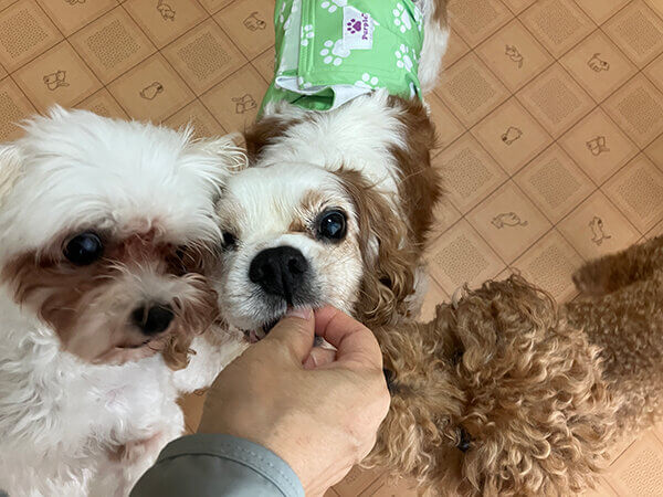 キャバリアペットホテル