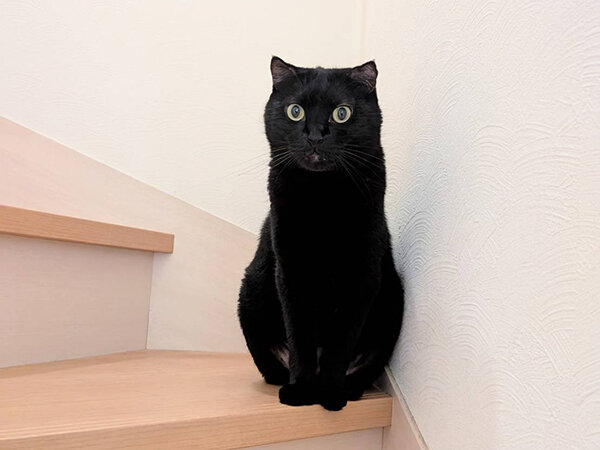 黒猫ペットシッター
