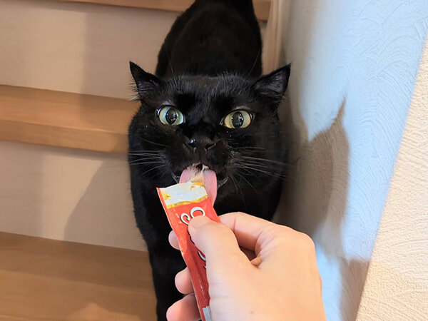 黒猫ペットシッター