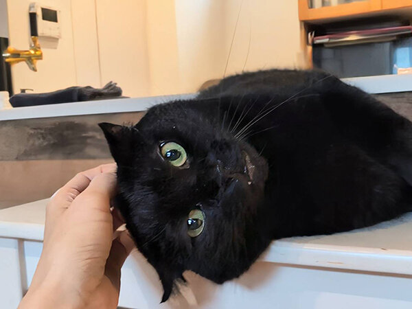 黒猫ペットシッター