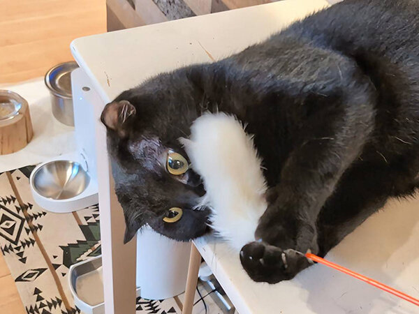 黒猫ペットシッター